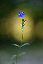 BUITEN BEELD Foto: 446116