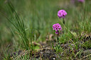 BUITEN BEELD Foto: 446132