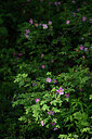 BUITEN BEELD Foto: 446138