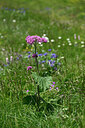BUITEN BEELD Foto: 446140