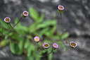 BUITEN BEELD Foto: 446141
