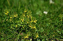 BUITEN BEELD Foto: 446147