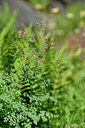 BUITEN BEELD Foto: 446151