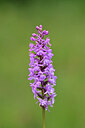 BUITEN BEELD Foto: 446153