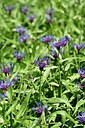 BUITEN BEELD Foto: 446154