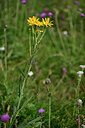 BUITEN BEELD Foto: 446161