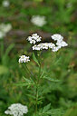 BUITEN BEELD Foto: 446167