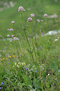 BUITEN BEELD Foto: 446178