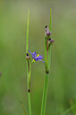 BUITEN BEELD Foto: 446179