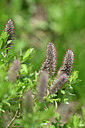 BUITEN BEELD Foto: 446180