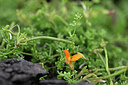 BUITEN BEELD Foto: 446183