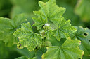 BUITEN BEELD Foto: 446185