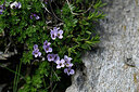 BUITEN BEELD Foto: 446195