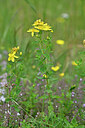 BUITEN BEELD Foto: 446209
