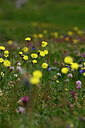 BUITEN BEELD Foto: 446210