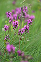 BUITEN BEELD Foto: 446217