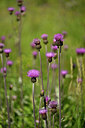 BUITEN BEELD Foto: 446225