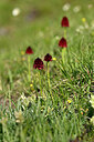 BUITEN BEELD Foto: 446231