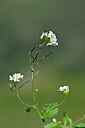 BUITEN BEELD Foto: 446245
