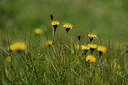 BUITEN BEELD Foto: 446248