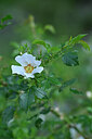 BUITEN BEELD Foto: 446249
