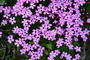 BUITEN BEELD Foto: 446251
