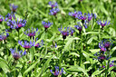 BUITEN BEELD Foto: 446260