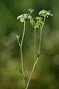 BUITEN BEELD Foto: 446261