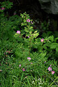 BUITEN BEELD Foto: 446262