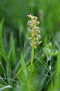 BUITEN BEELD Foto: 446266