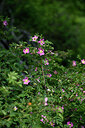 BUITEN BEELD Foto: 446288