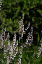 BUITEN BEELD Foto: 446293