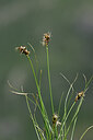 BUITEN BEELD Foto: 446295