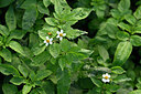 BUITEN BEELD Foto: 446298