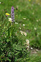 BUITEN BEELD Foto: 446315