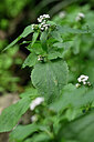BUITEN BEELD Foto: 446337