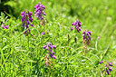 BUITEN BEELD Foto: 446369