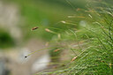 BUITEN BEELD Foto: 446371