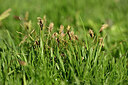 BUITEN BEELD Foto: 446372