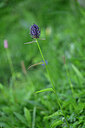 BUITEN BEELD Foto: 446375