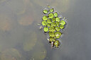 BUITEN BEELD Foto: 446390