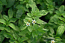 BUITEN BEELD Foto: 446398