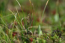 BUITEN BEELD Foto: 446405
