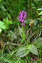 BUITEN BEELD Foto: 446406