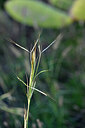 BUITEN BEELD Foto: 446407