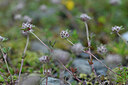BUITEN BEELD Foto: 446416
