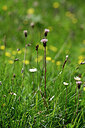 BUITEN BEELD Foto: 446421