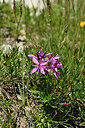 BUITEN BEELD Foto: 446424
