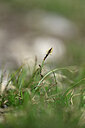 BUITEN BEELD Foto: 446425