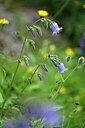 BUITEN BEELD Foto: 446426